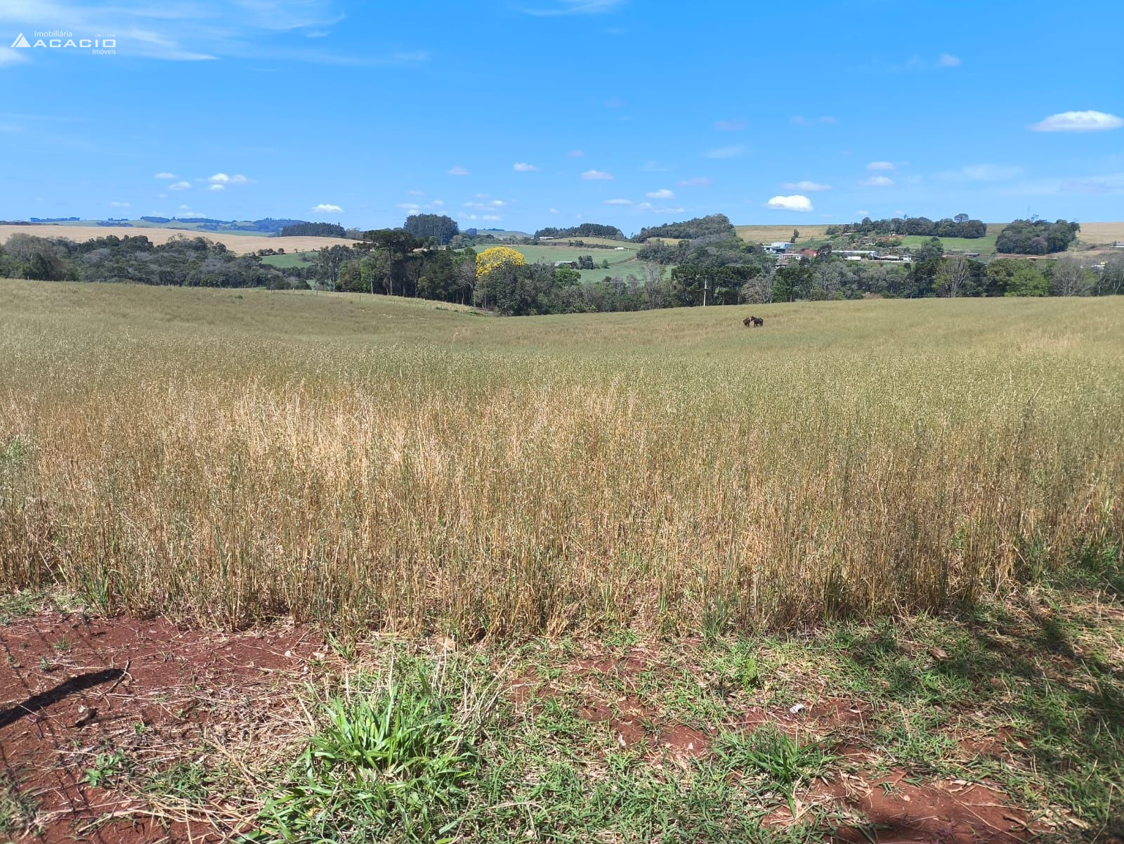 VENDE-SE CHCARA 10 KM DE PATO BRANCO/PR