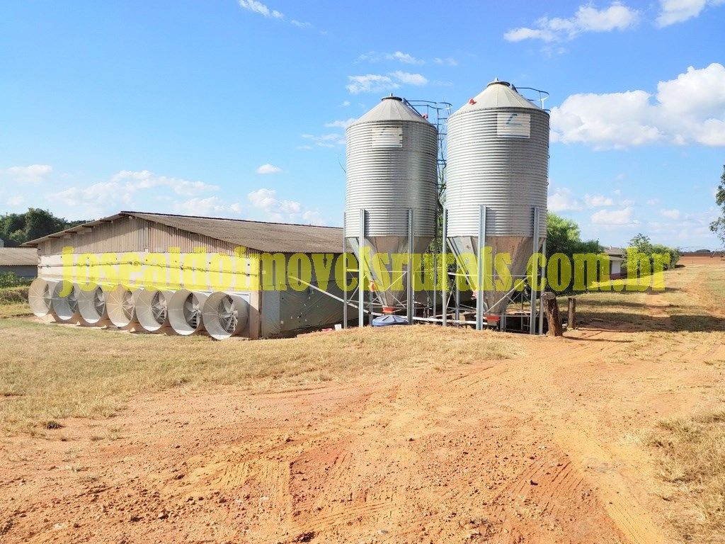 Granja de frangos, 4 galpões, Tapuirama MG.
