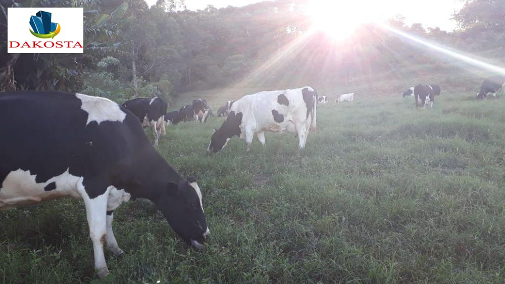 Leiteria completra toda autmatica e eletronca, porteira fechada