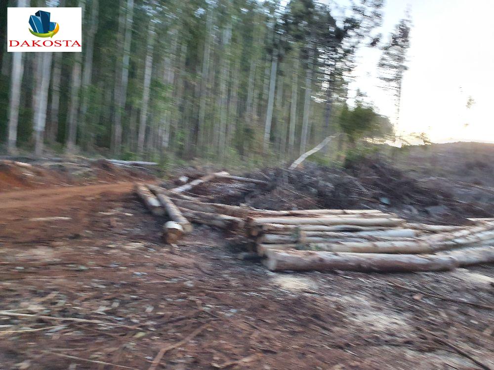 Dakosta Imveis em Enas Marques PR e regio