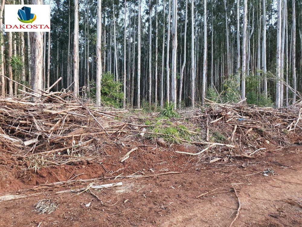 10 Alqueires esta no toco de Eucaliptos, faz 8 de Lavoura terra plana
