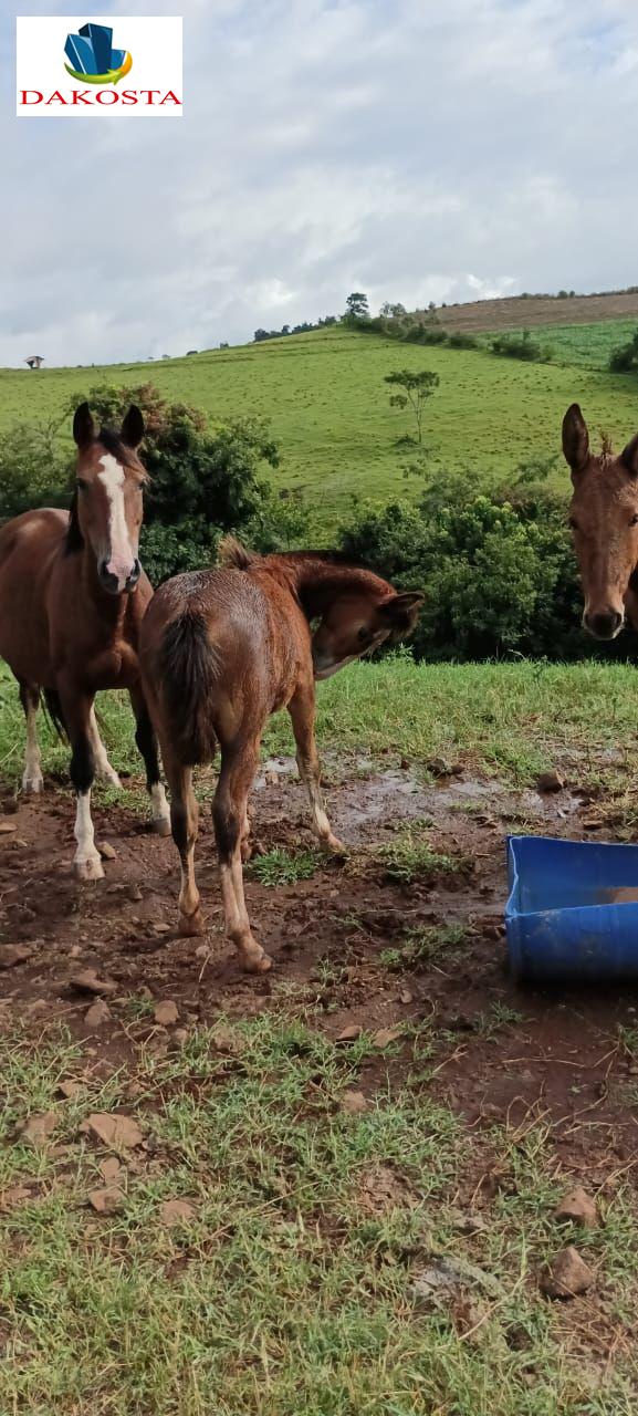 Dakosta Imveis em Enas Marques PR e regio