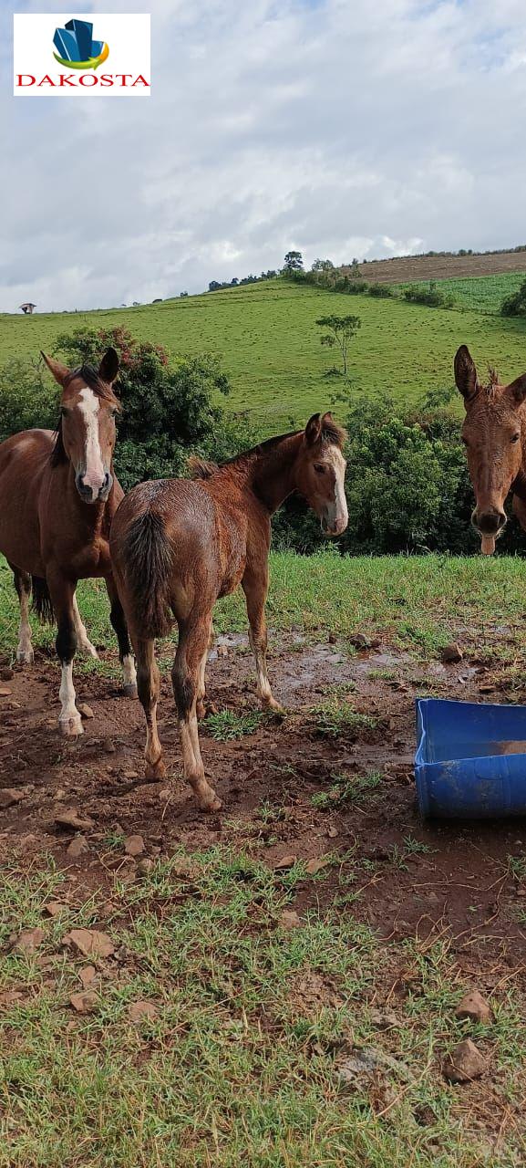Dakosta Imveis em Enas Marques PR e regio
