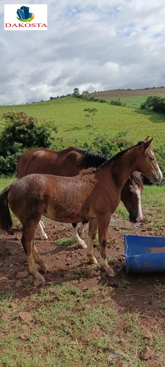Dakosta Imveis em Enas Marques PR e regio