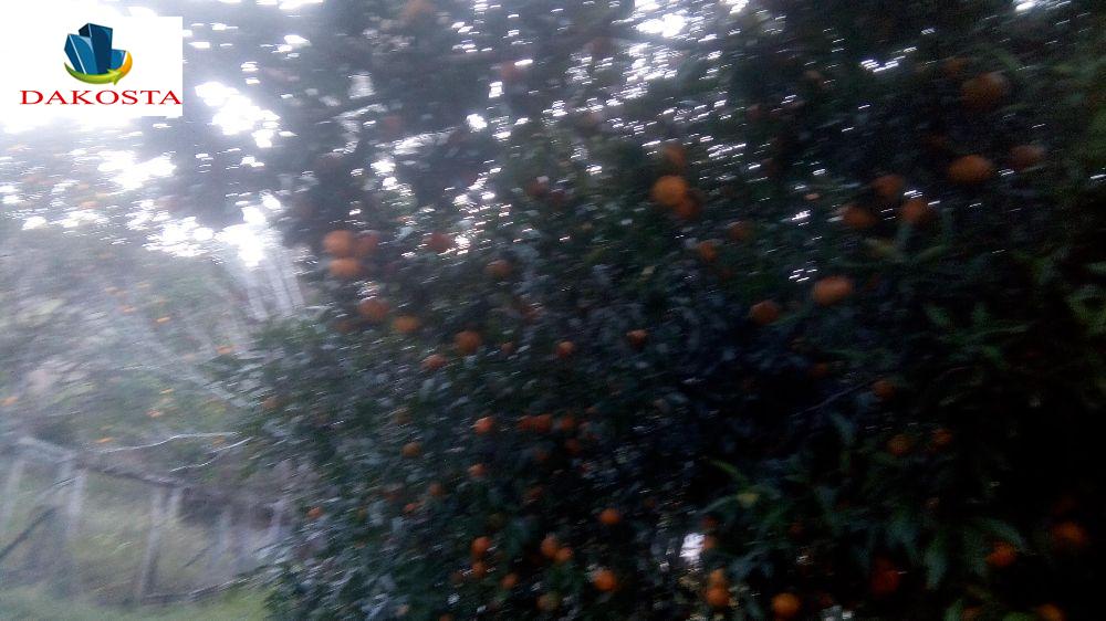 Dakosta Imveis em Enas Marques PR e regio