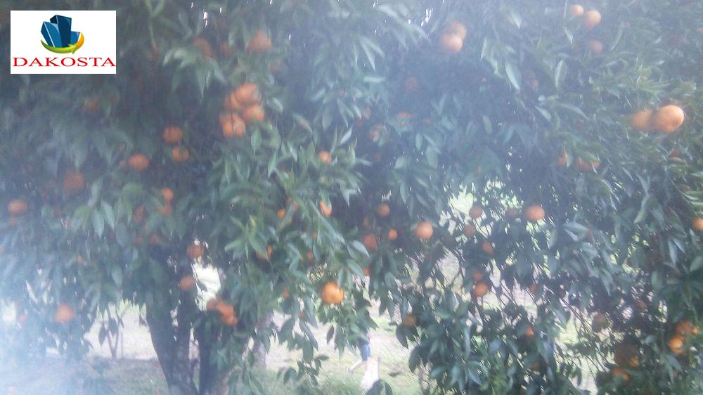 Dakosta Imveis em Enas Marques PR e regio