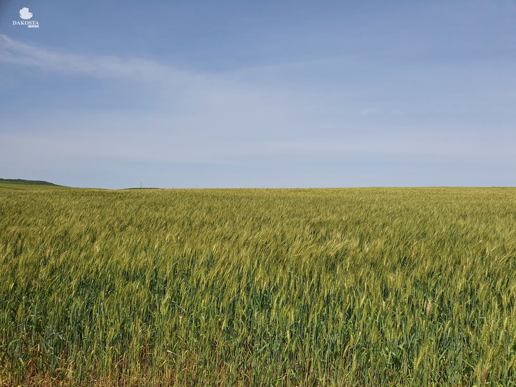 12 Alqueires Plantando 6 e abrindo mais 3 + reserva
