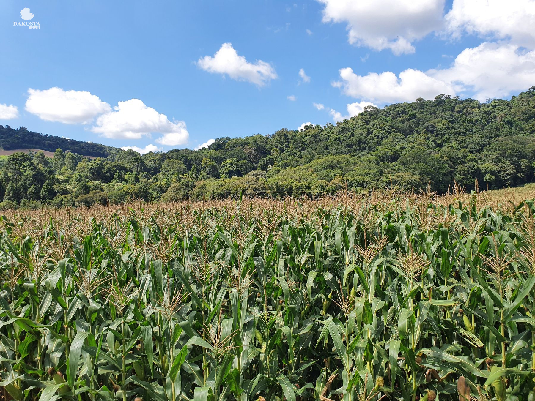 6.5 Alqueires com 3,5 de lavouras aceita imóveis na cidade Ené...