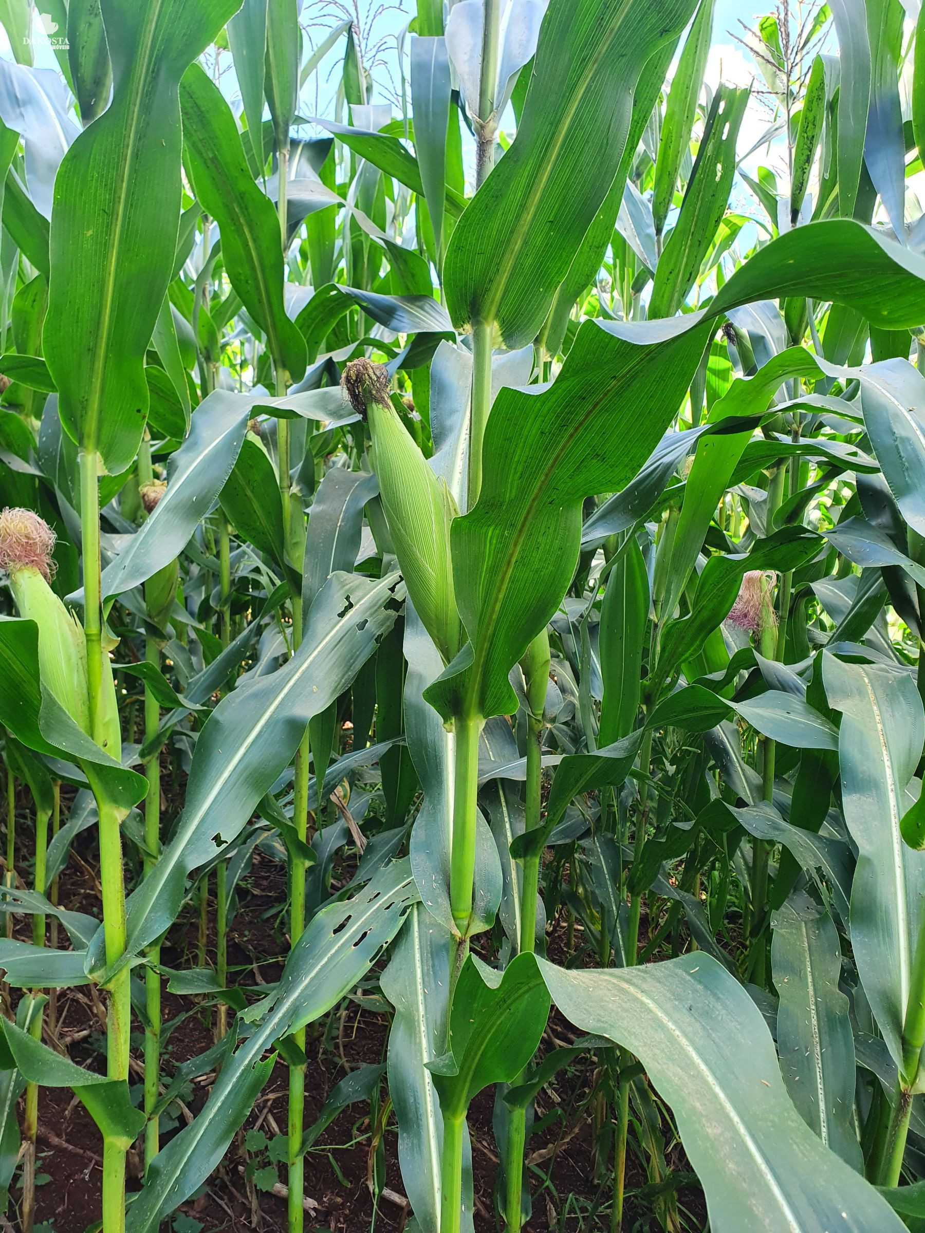 3 Alqueires todo lavouras + reserva