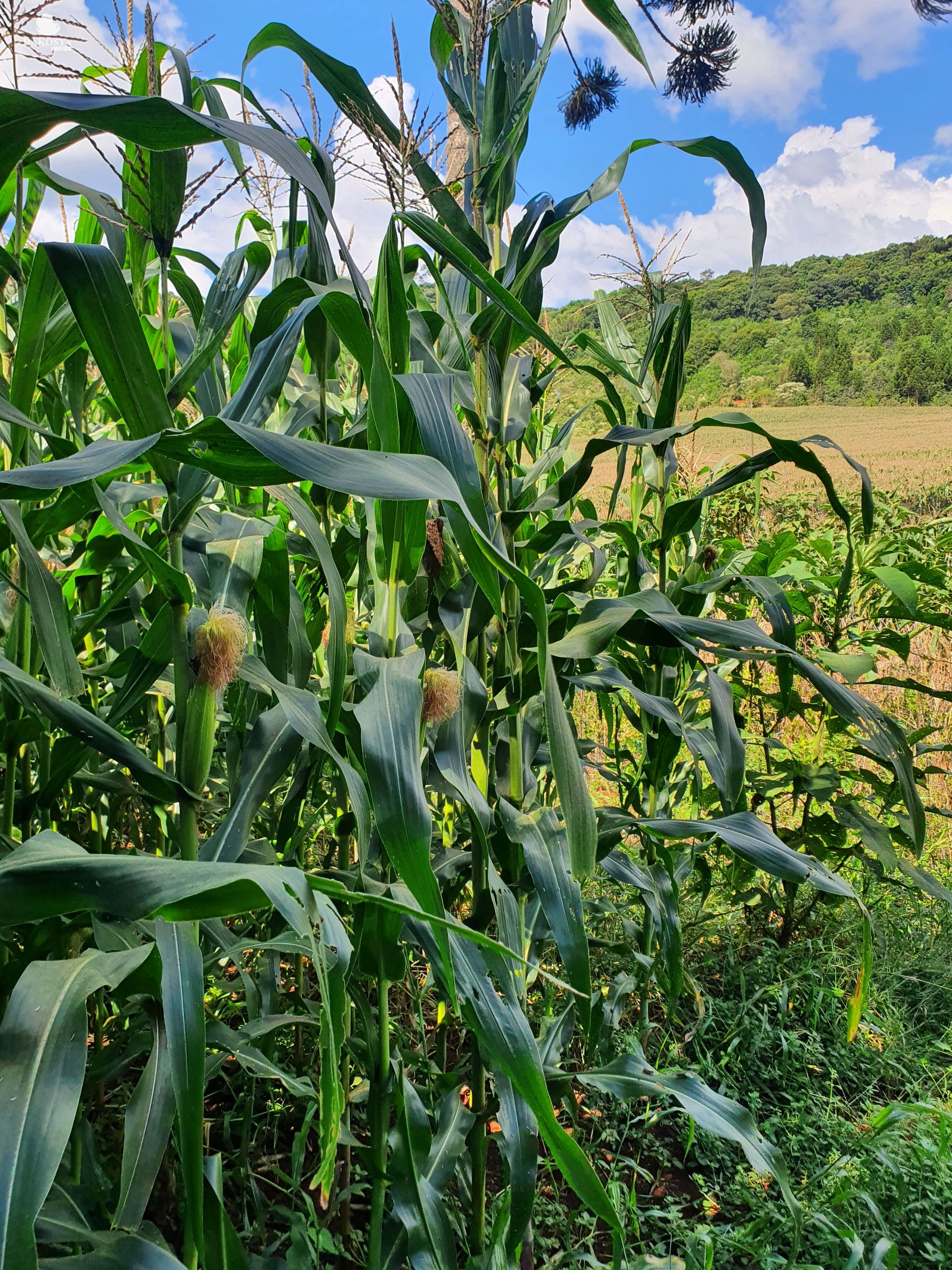 3 Alqueires todo lavouras + reserva