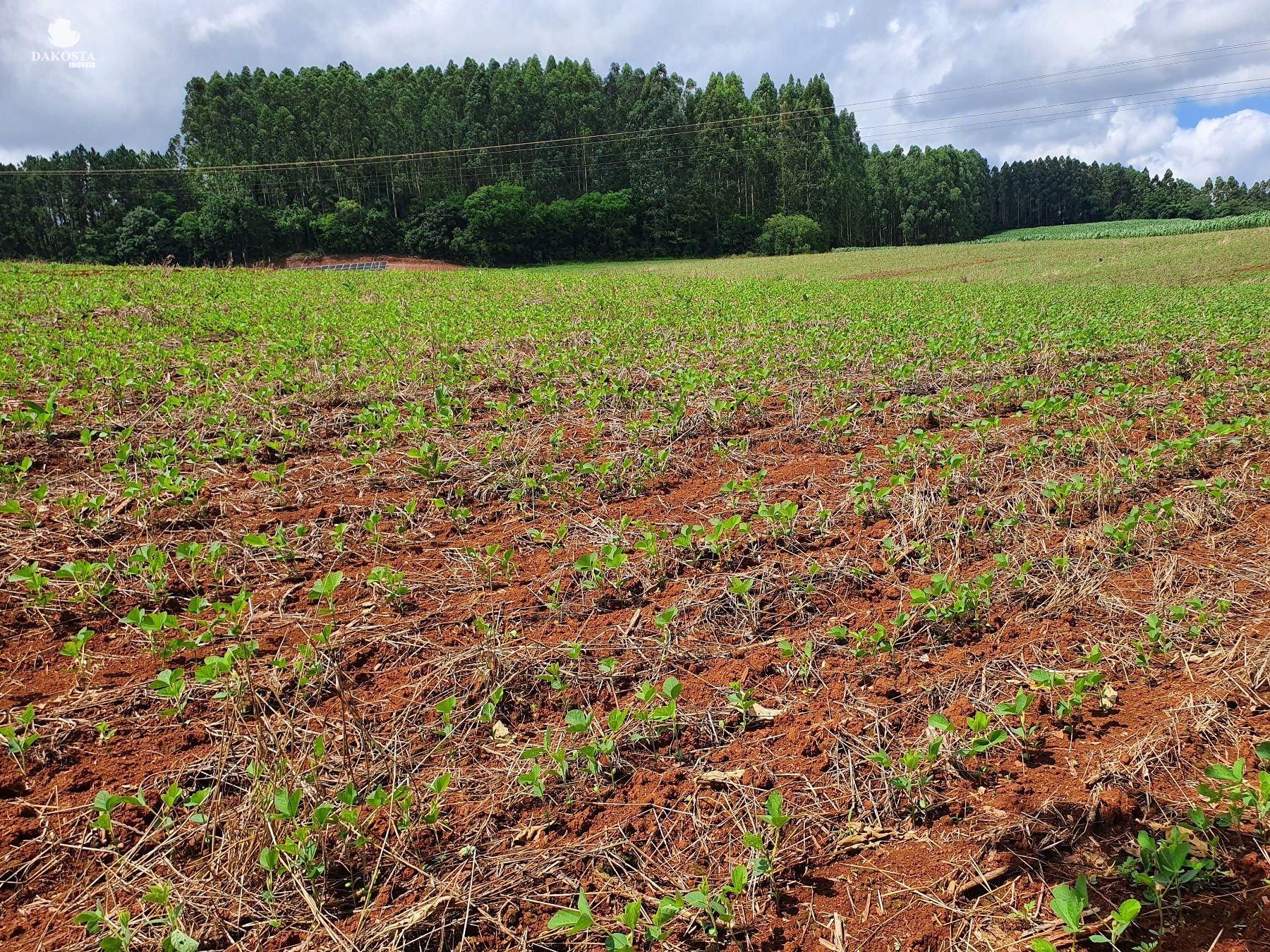 2.287 Metros Quadrados maravilhosa Chácara dentro da Cidade