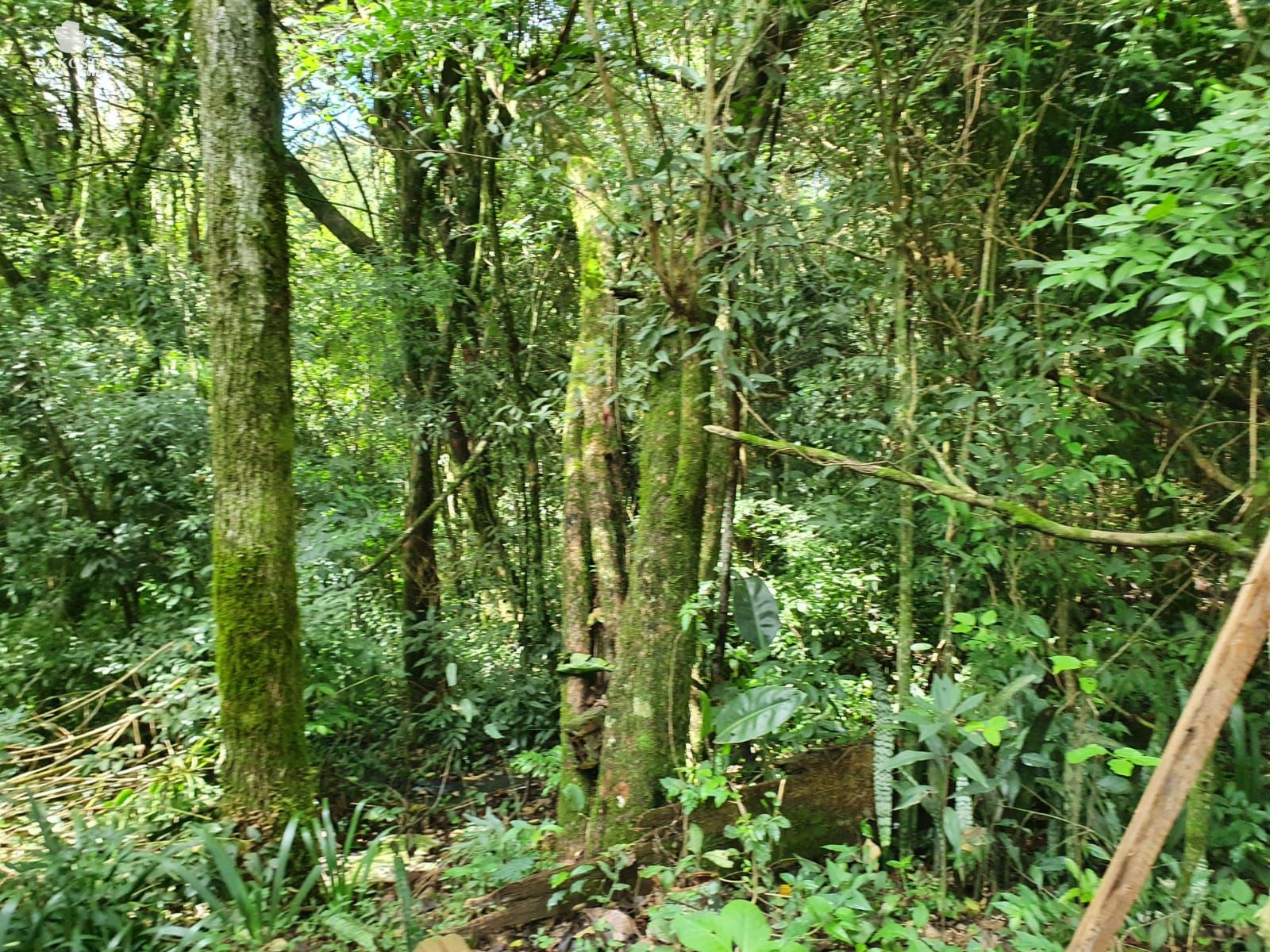 30.000 M Maravilhosa Chcara divisa com 2 riachos gua nascente e Audes