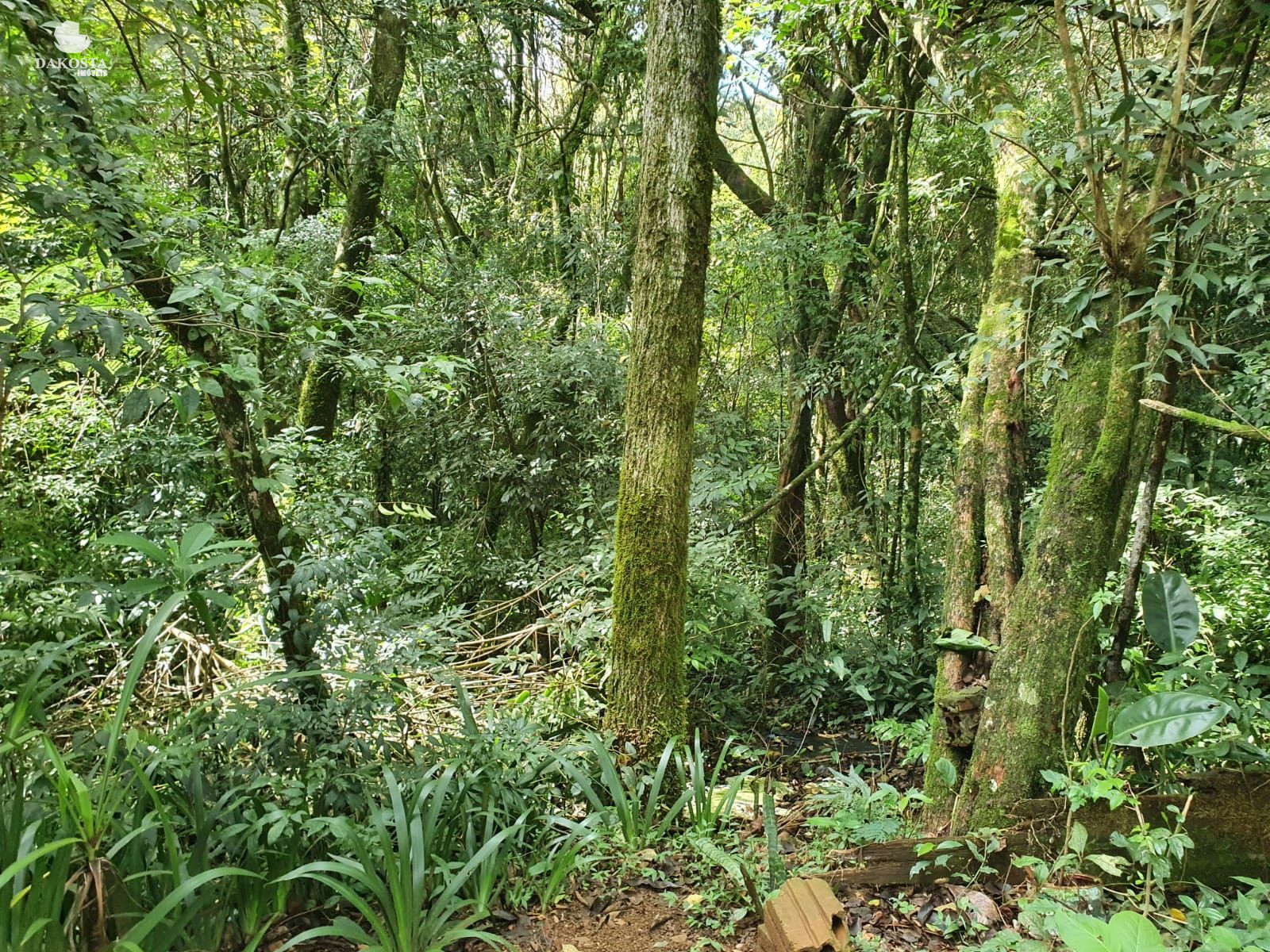 30.000 M Maravilhosa Chcara divisa com 2 riachos gua nascente e Audes