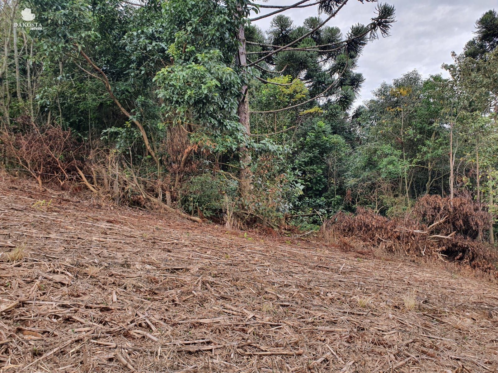 2.5 ALQUEIRES JA PLANTA 2 ABRE MAIS UM POUCO