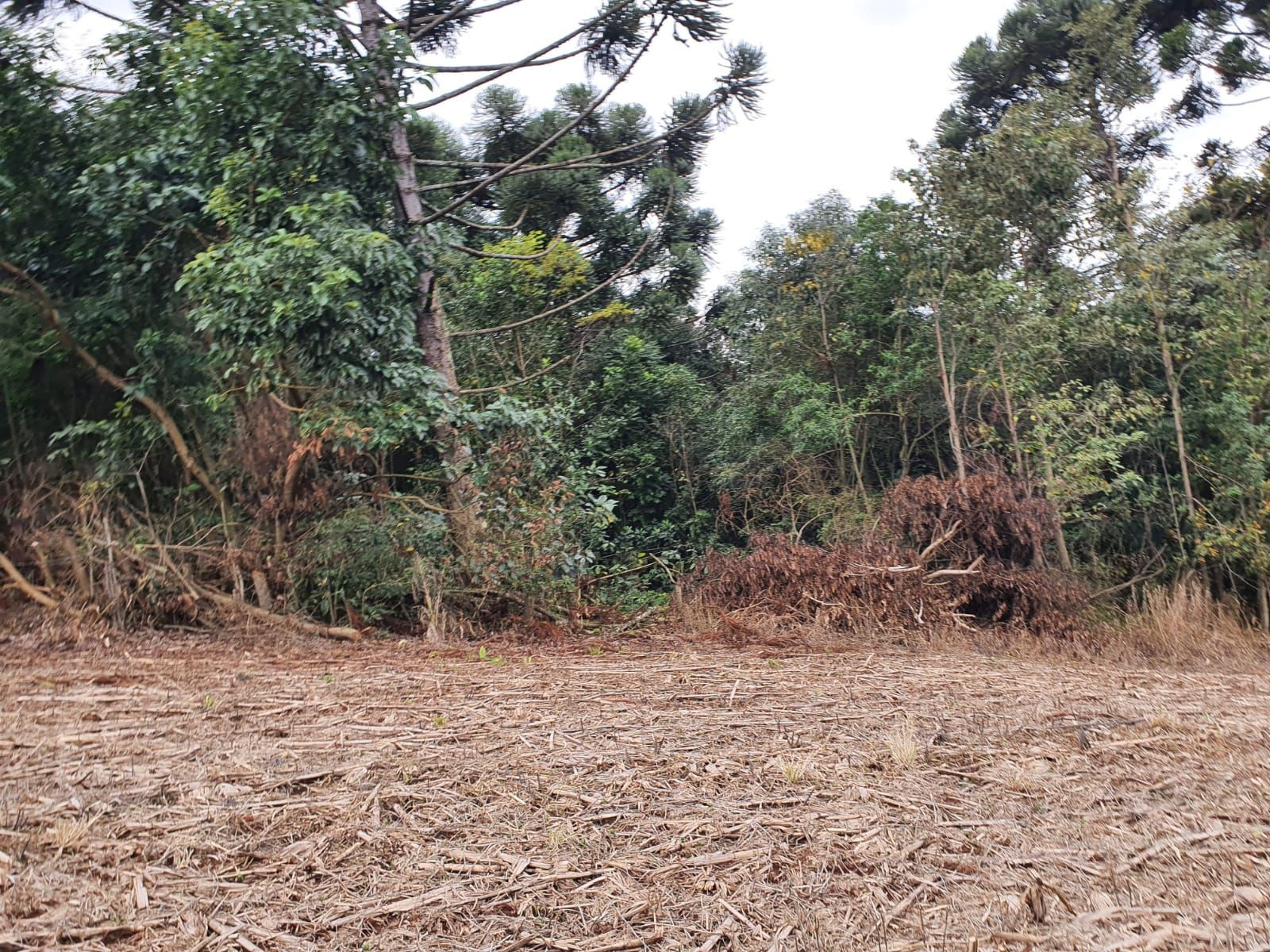 2.5 ALQUEIRES JA PLANTA 2 ABRE MAIS UM POUCO