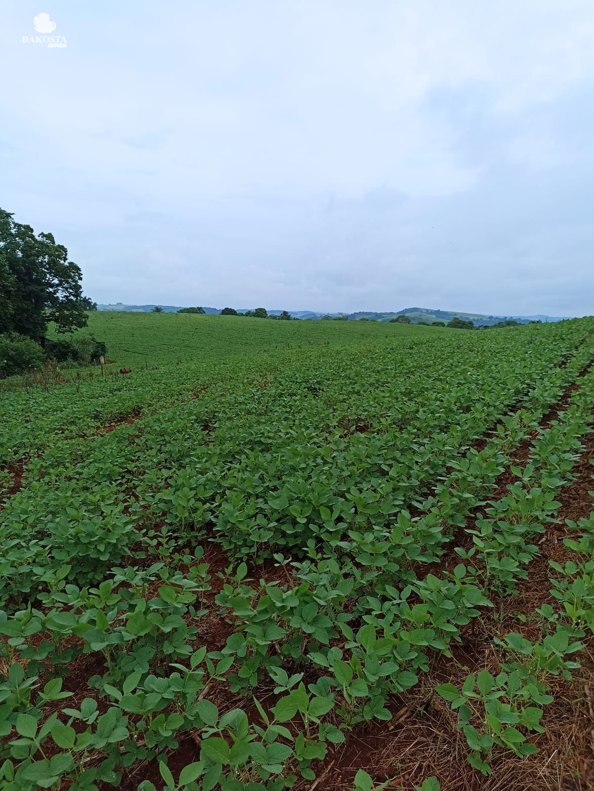 25 Alqueires na BR Plantando soja em 14 e mecaniza até 20 Alqu...