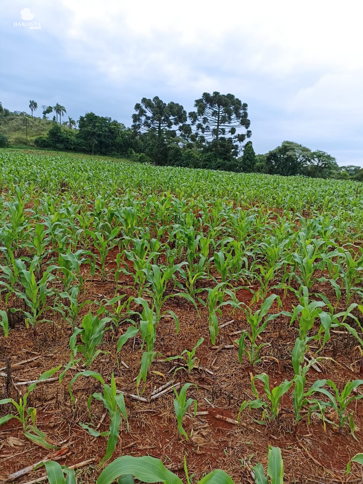 25 Alqueires na BR Plantando soja em 14 e mecaniza até 20 Alqu...