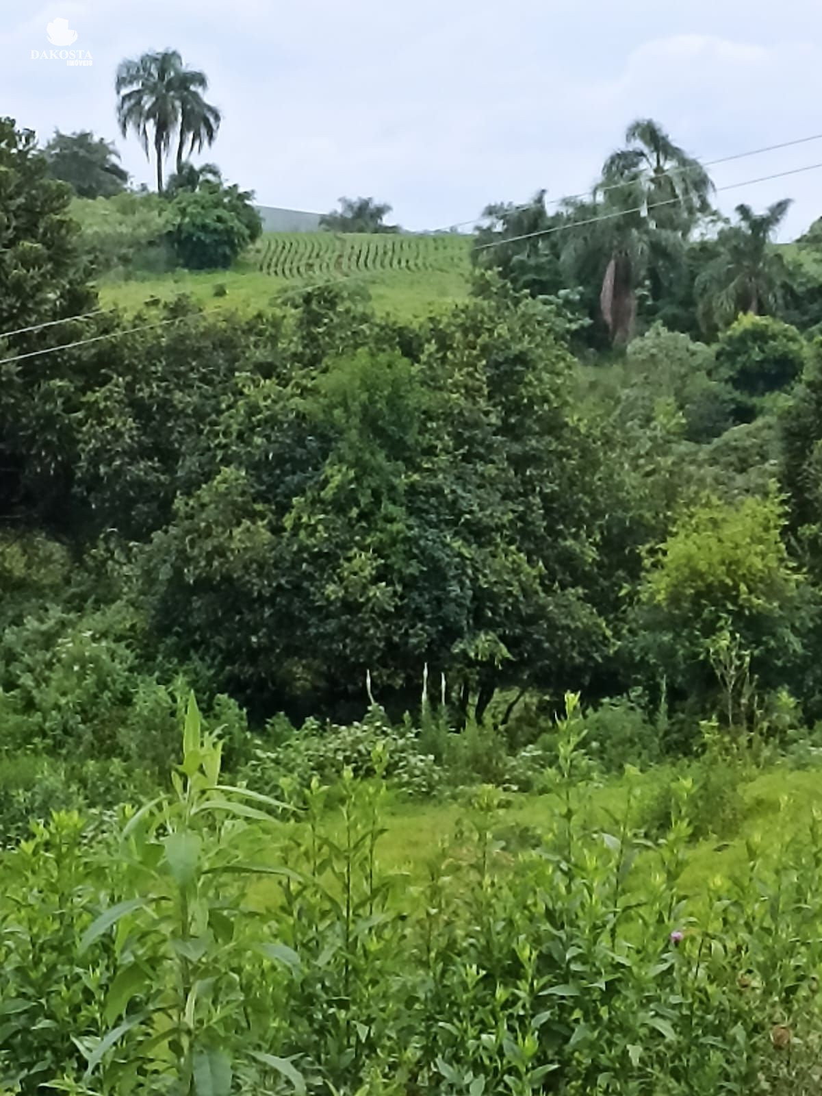 25 Alqueires na BR Plantando soja em 14 e mecaniza até 20 Alqueires