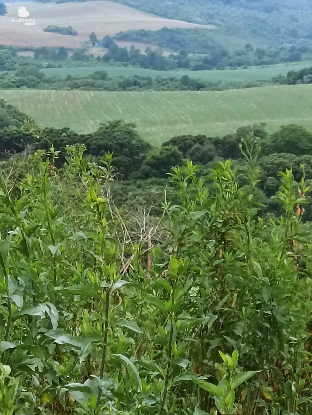 25 Alqueires na BR Plantando soja em 14 e mecaniza até 20 Alqueires