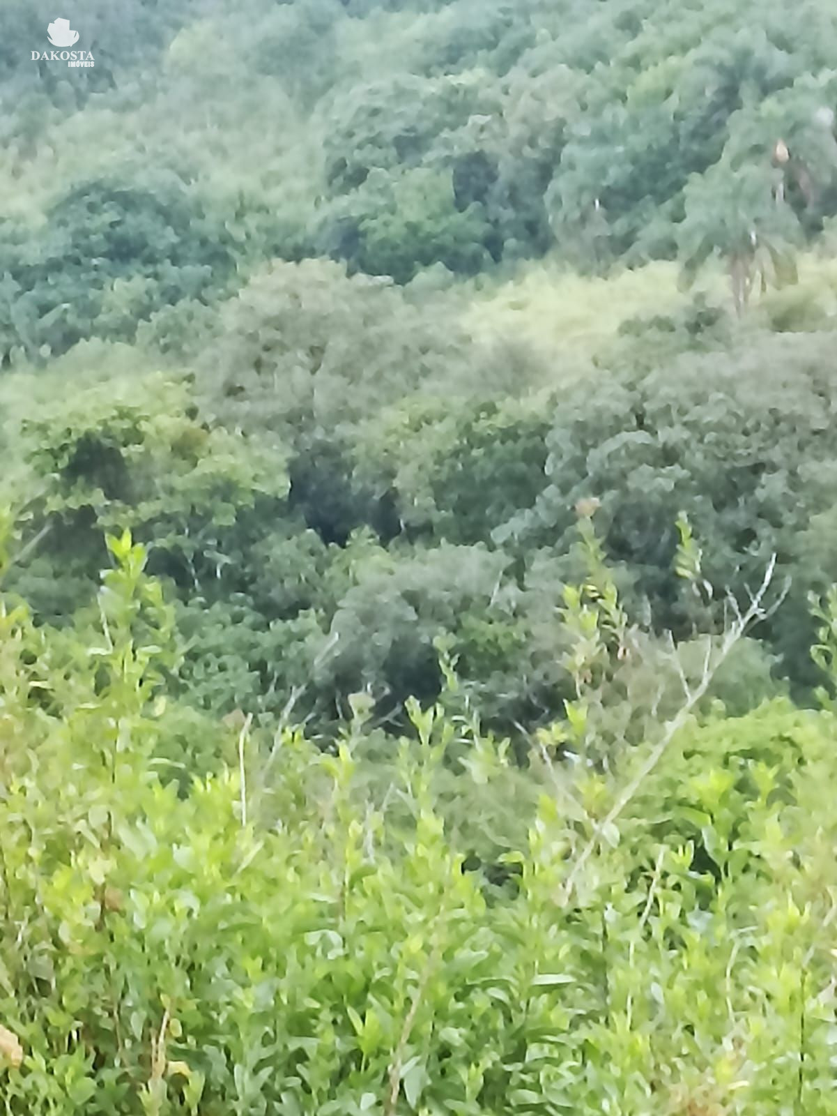 25 Alqueires na BR Plantando soja em 14 e mecaniza até 20 Alqueires