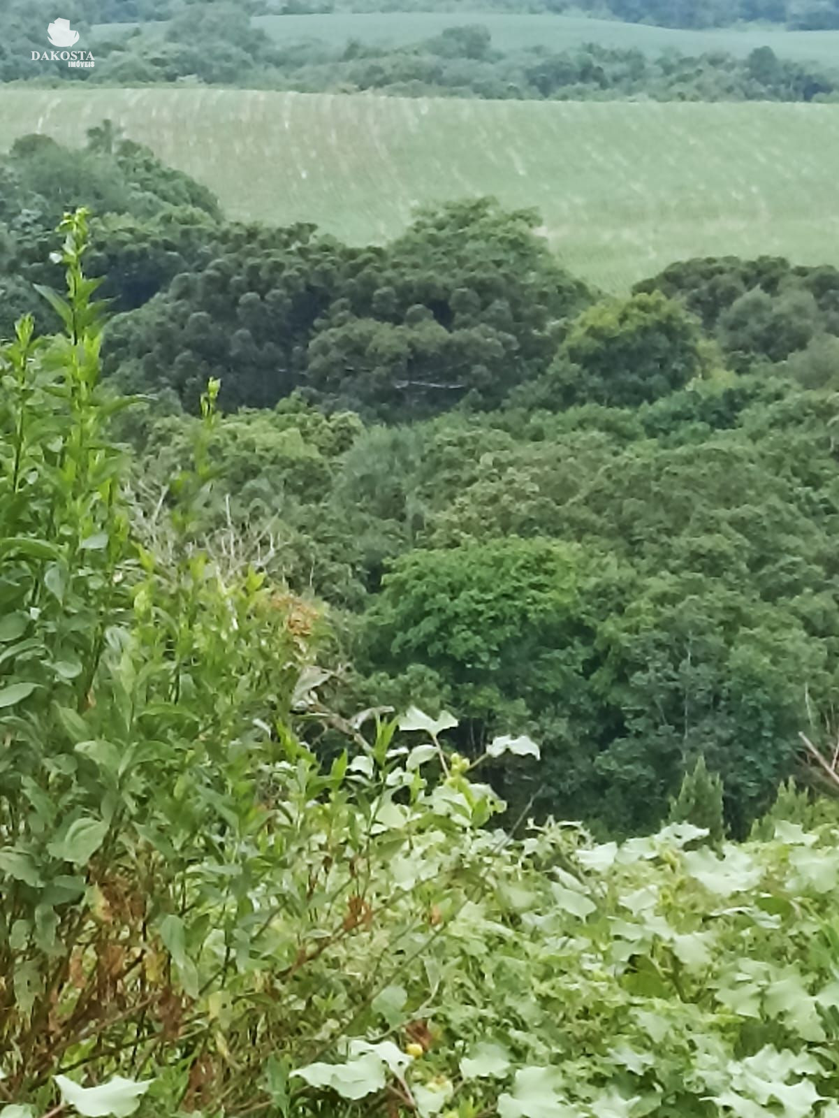 25 Alqueires na BR Plantando soja em 14 e mecaniza até 20 Alqueires