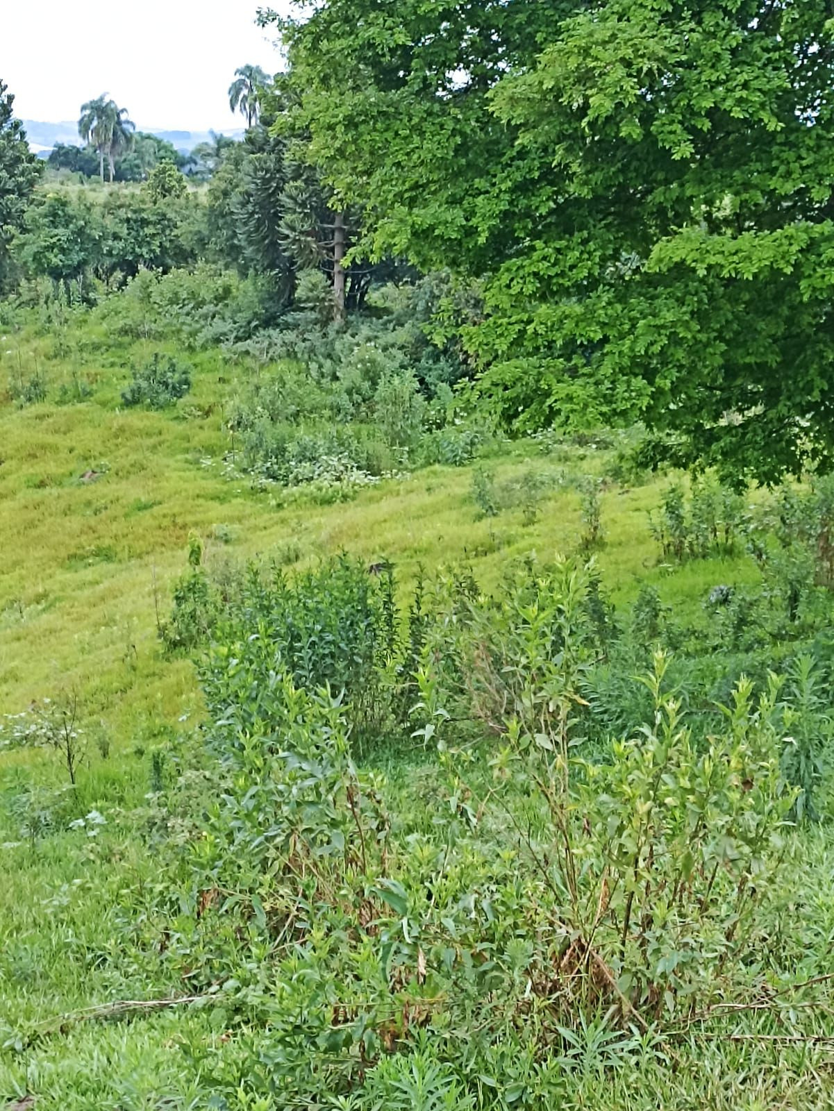 25 Alqueires na BR Plantando soja em 14 e mecaniza até 20 Alqueires