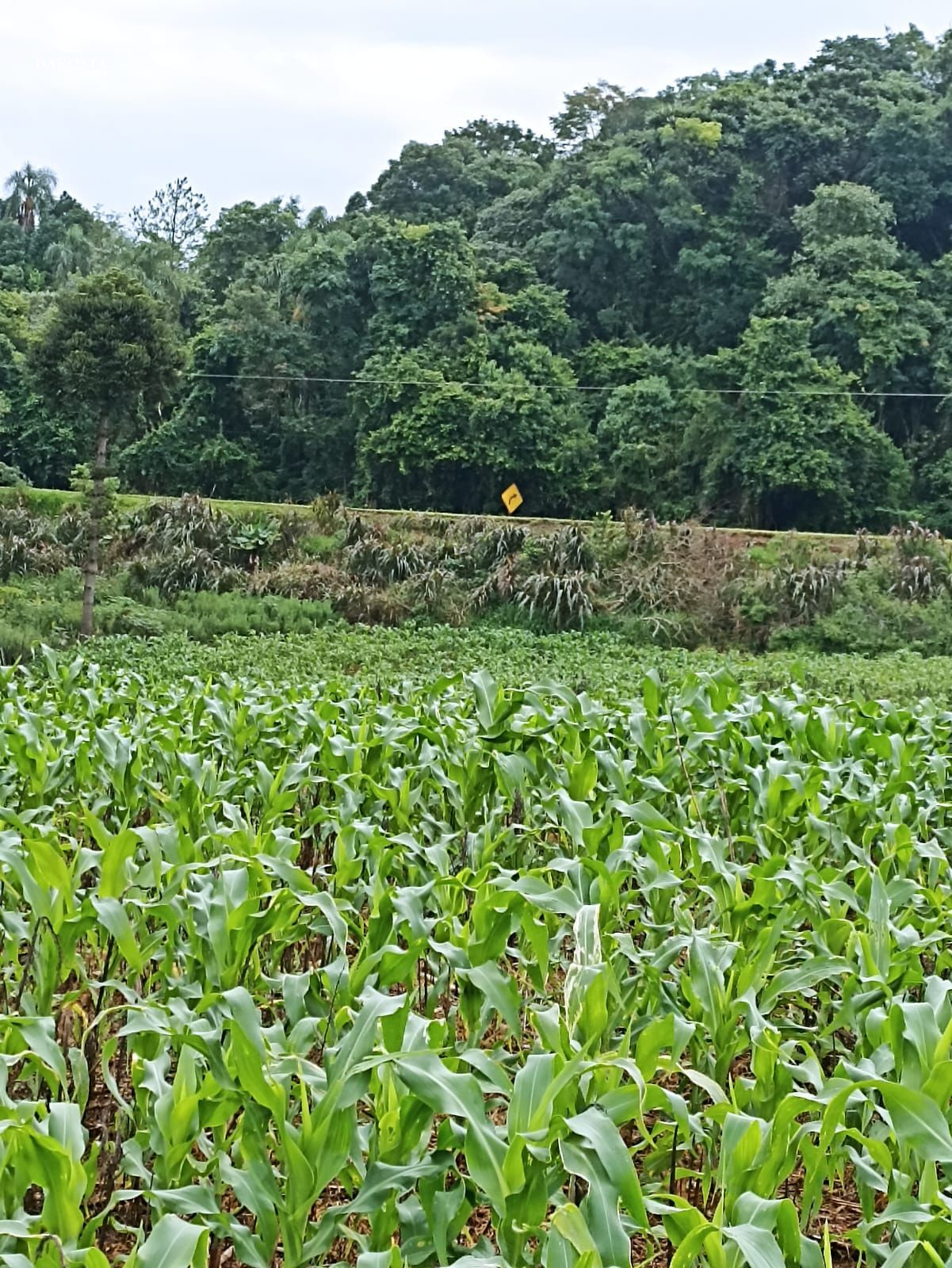 25 Alqueires na BR Plantando soja em 14 e mecaniza até 20 Alqueires