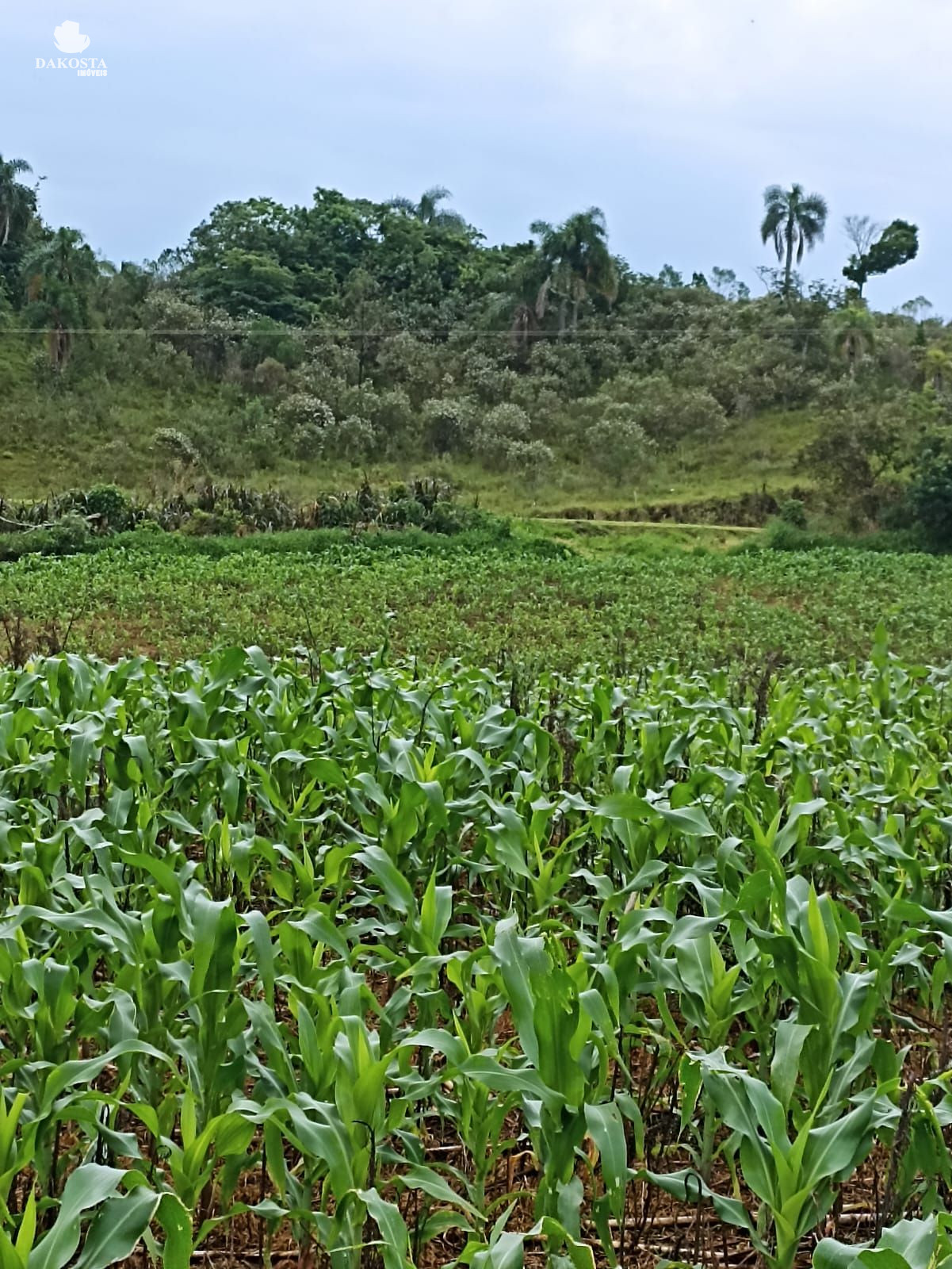 25 Alqueires na BR Plantando soja em 14 e mecaniza até 20 Alqueires
