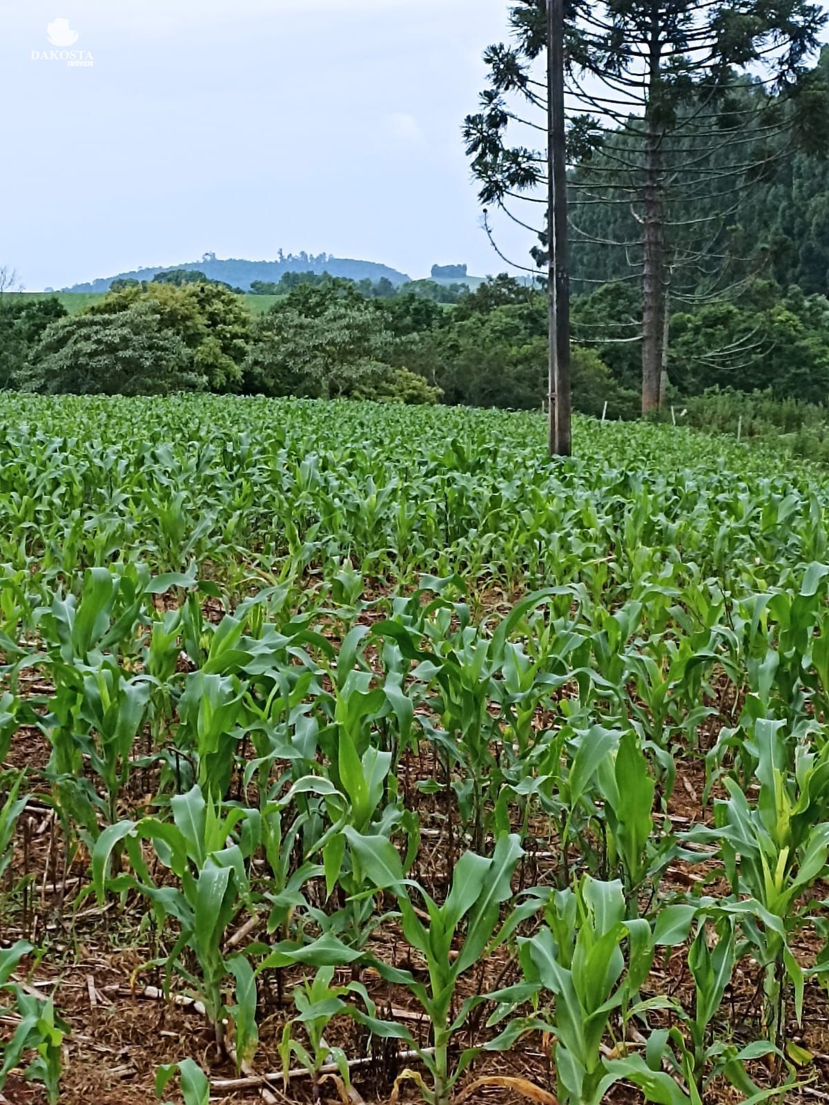 25 Alqueires na BR Plantando soja em 14 e mecaniza até 20 Alqueires