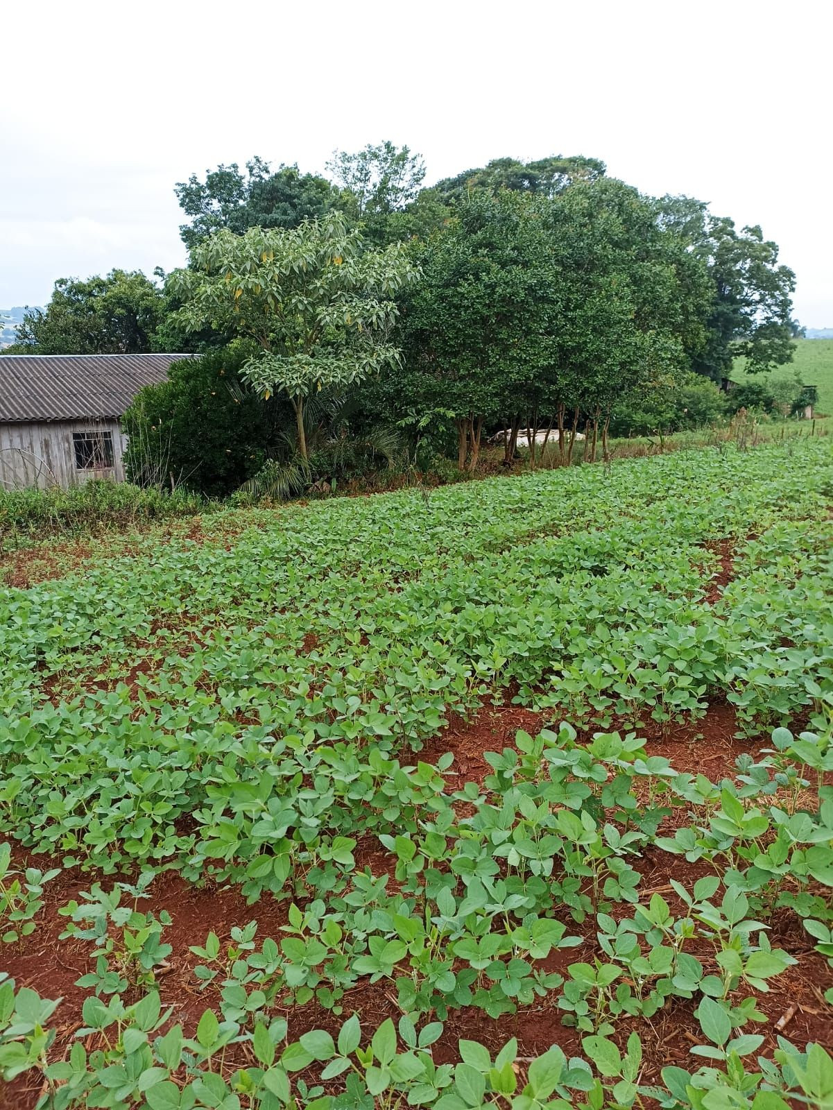 25 Alqueires na BR Plantando soja em 14 e mecaniza até 20 Alqueires