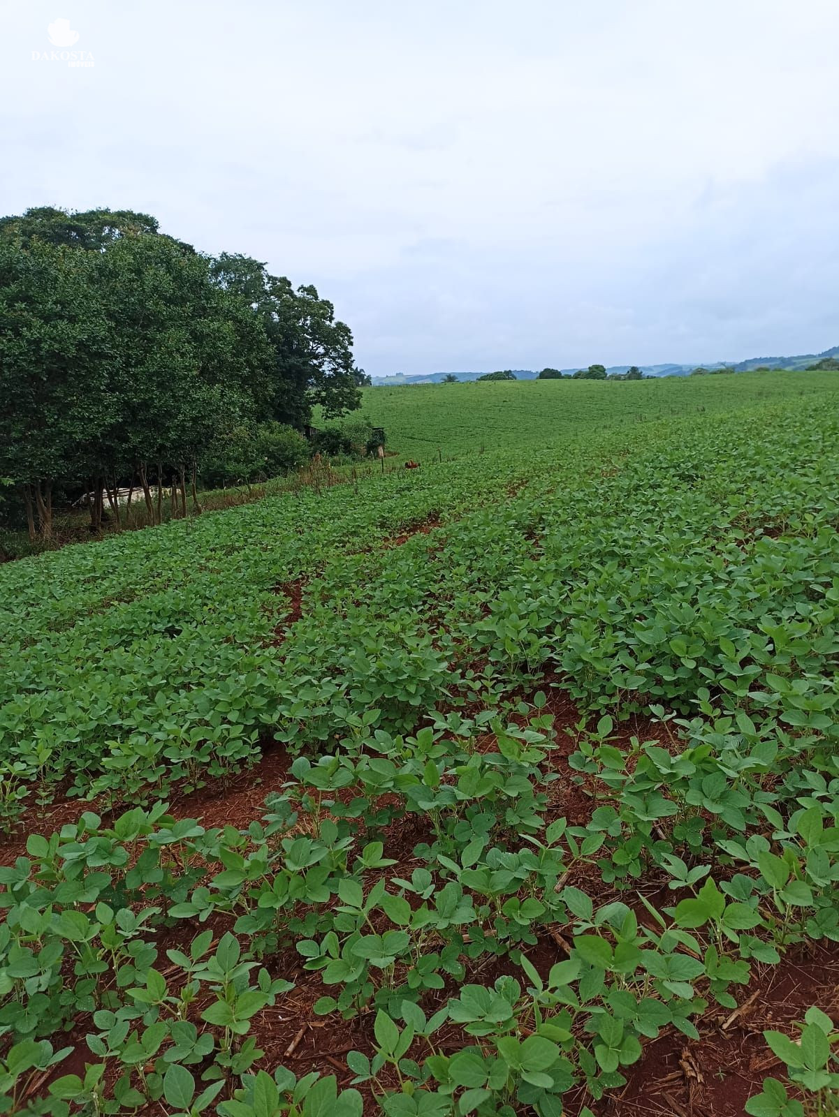 25 Alqueires na BR Plantando soja em 14 e mecaniza até 20 Alqueires