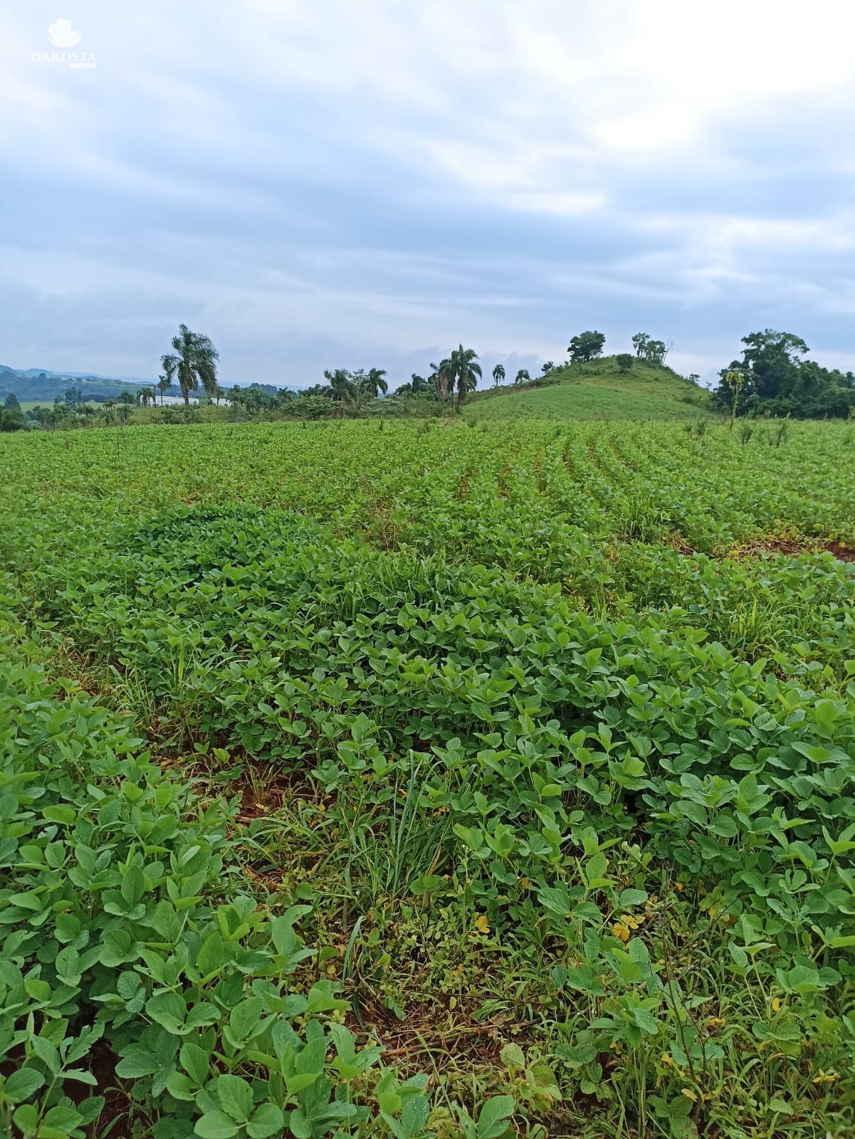 25 Alqueires na BR Plantando soja em 14 e mecaniza até 20 Alqueires