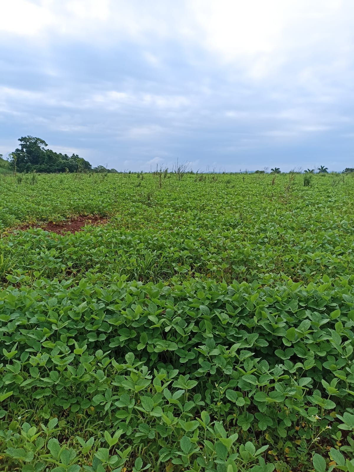 25 Alqueires na BR Plantando soja em 14 e mecaniza até 20 Alqueires