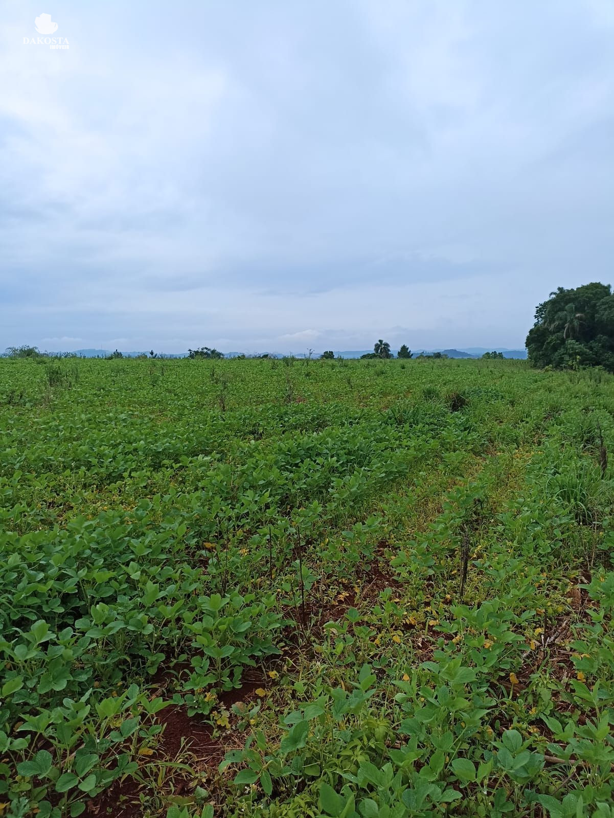 25 Alqueires na BR Plantando soja em 14 e mecaniza até 20 Alqueires
