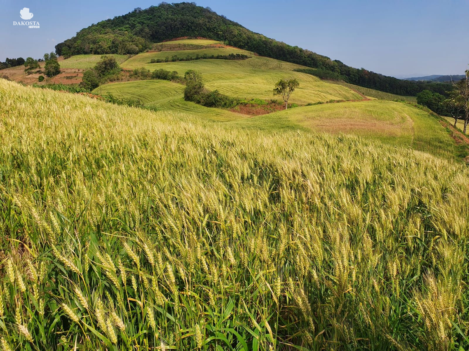 11.66 alqueires Excelente propriedade rural pra venda Porteira...