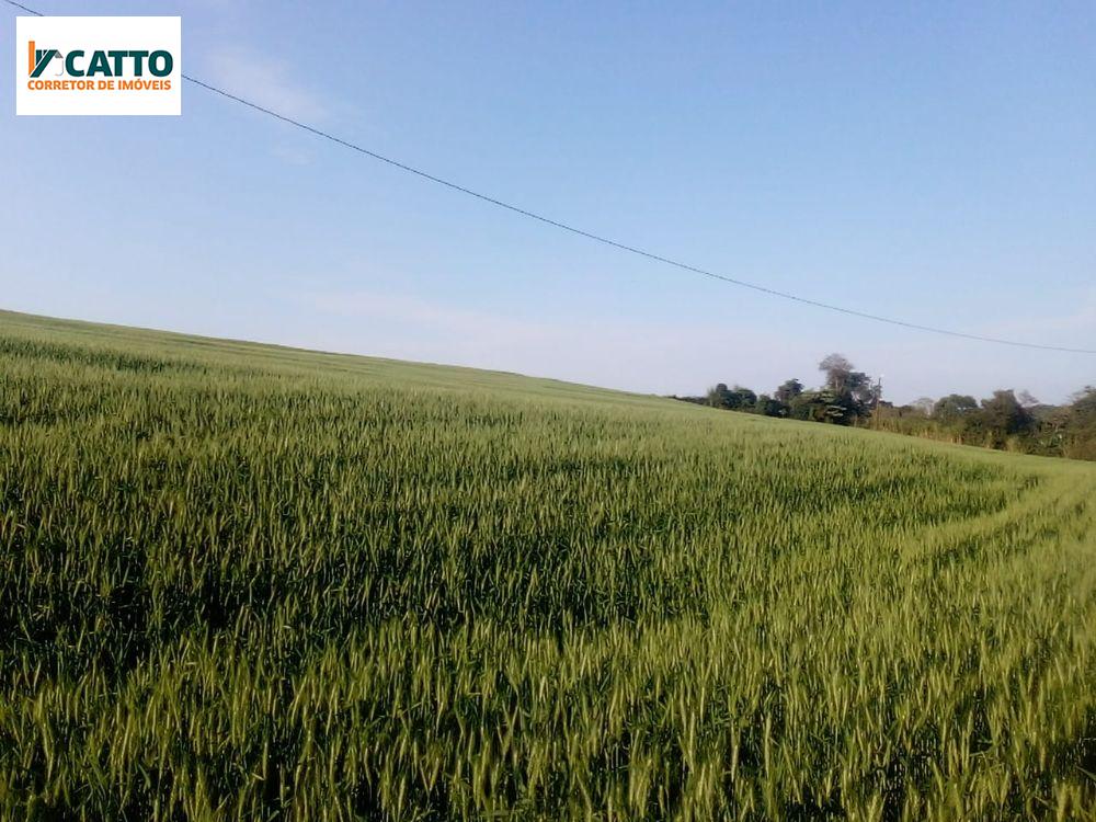 SITIO DE 5.28 ALQUEIRES , SENDO 4 MECANIZADO NO MUNICIPIO DE PLANALTO PR