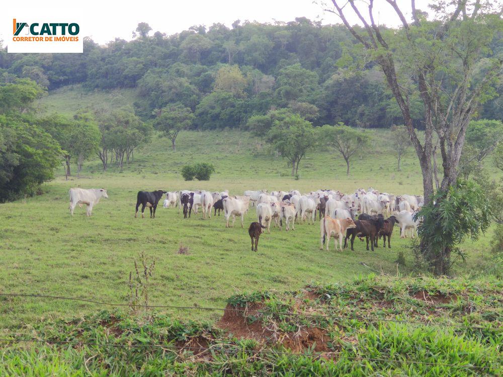 OPORTUNIDADE DE NEGCIO: VENDE-SE FAZENDA DE GADO  DE 114  ALQUEIRES, 9 MEC.