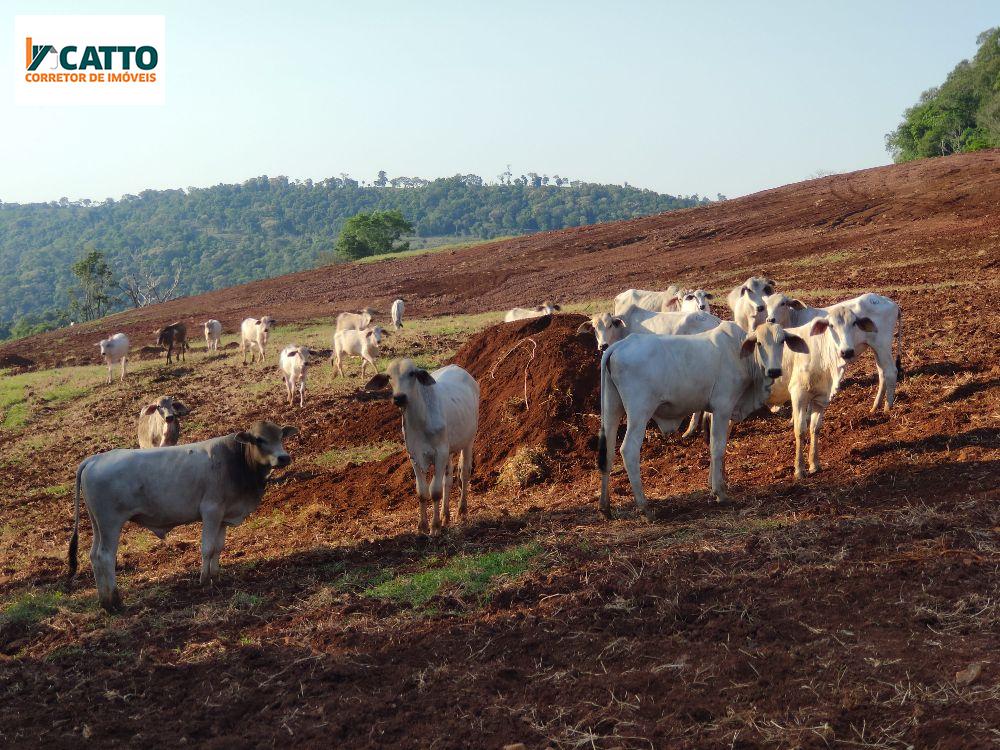 J Catto Imveis em Santa Izabel do Oeste PR