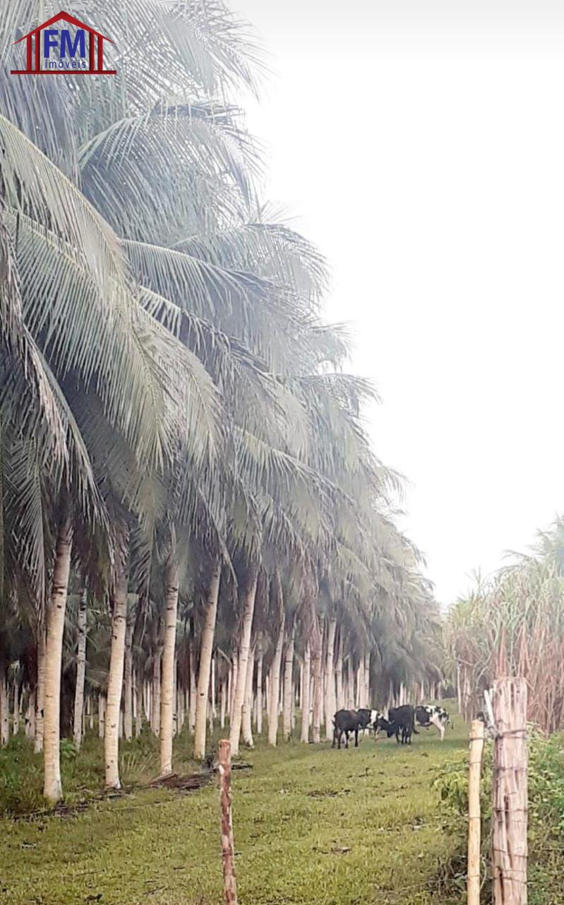 FAZENDA 2.500 X 5.000 NA  BR 174  KM 58  6.500.000