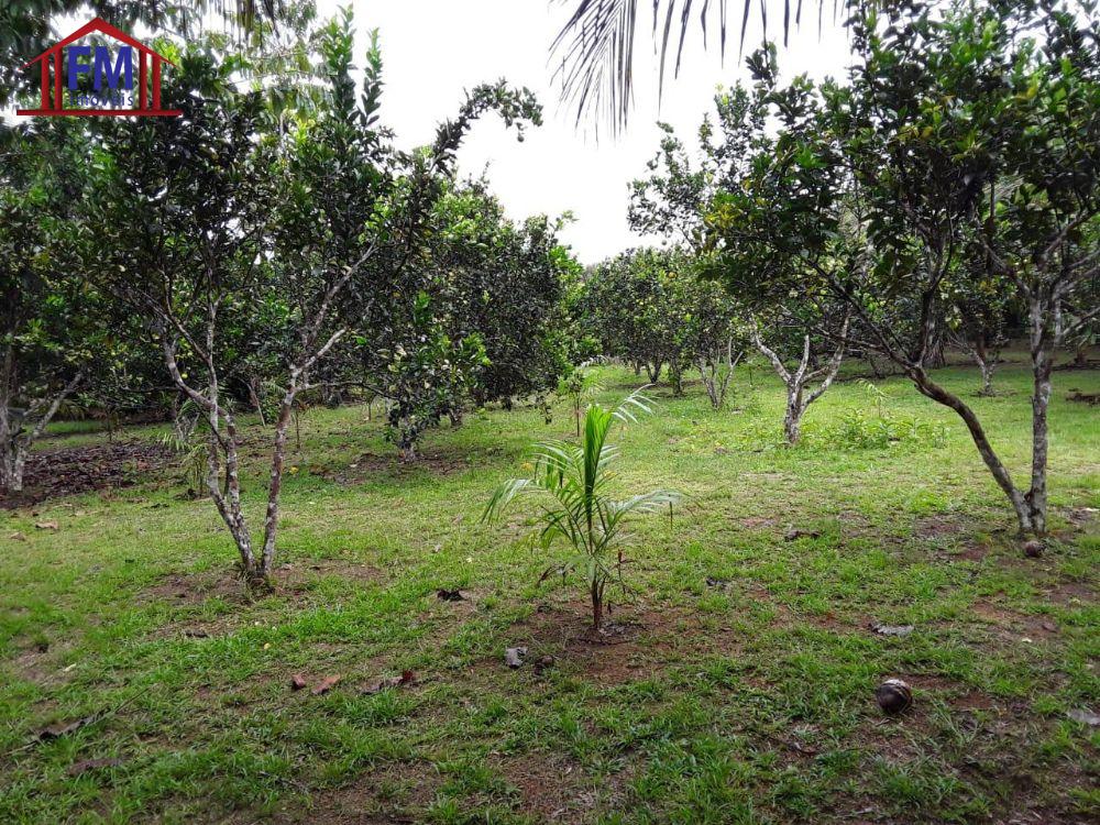Sítio à venda - Foto 3