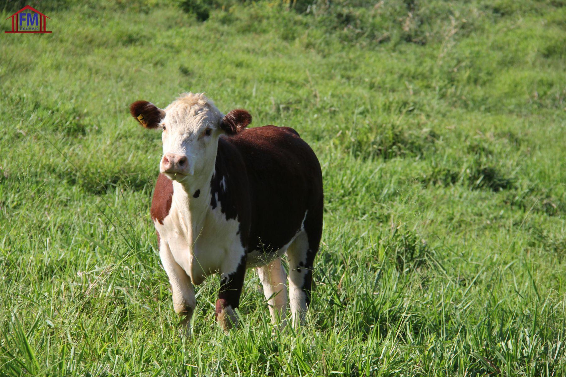 FAZENDA 2.000 X  5.000 BR 174  KM 144     4.000.000,00