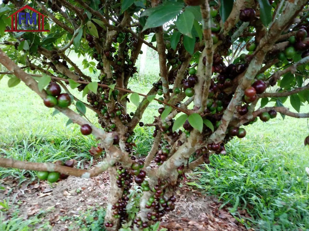 Fazenda-Sítio-Chácara, 6 quartos - Foto 6