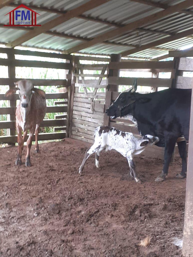 Fazenda-Sítio-Chácara, 6 quartos - Foto 13