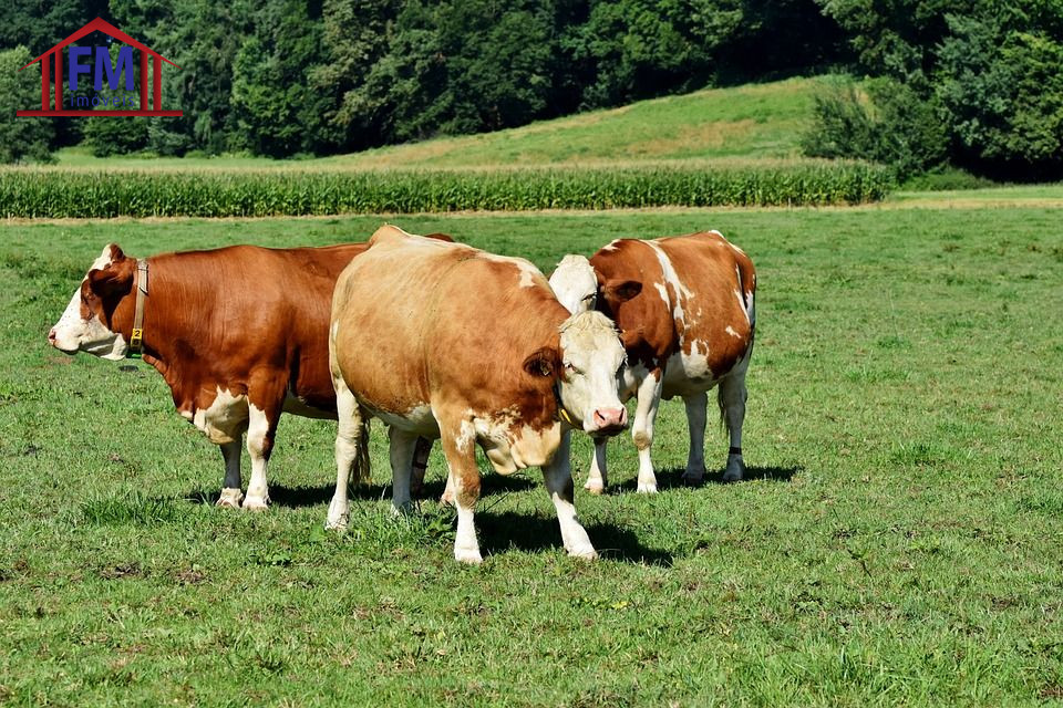 Fazenda - Foto 1
