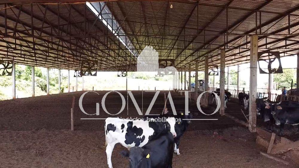 SÍTIO COM 6 AVIÁRIOS E ESTRUTURA COMPLETA PARA LEITARIA