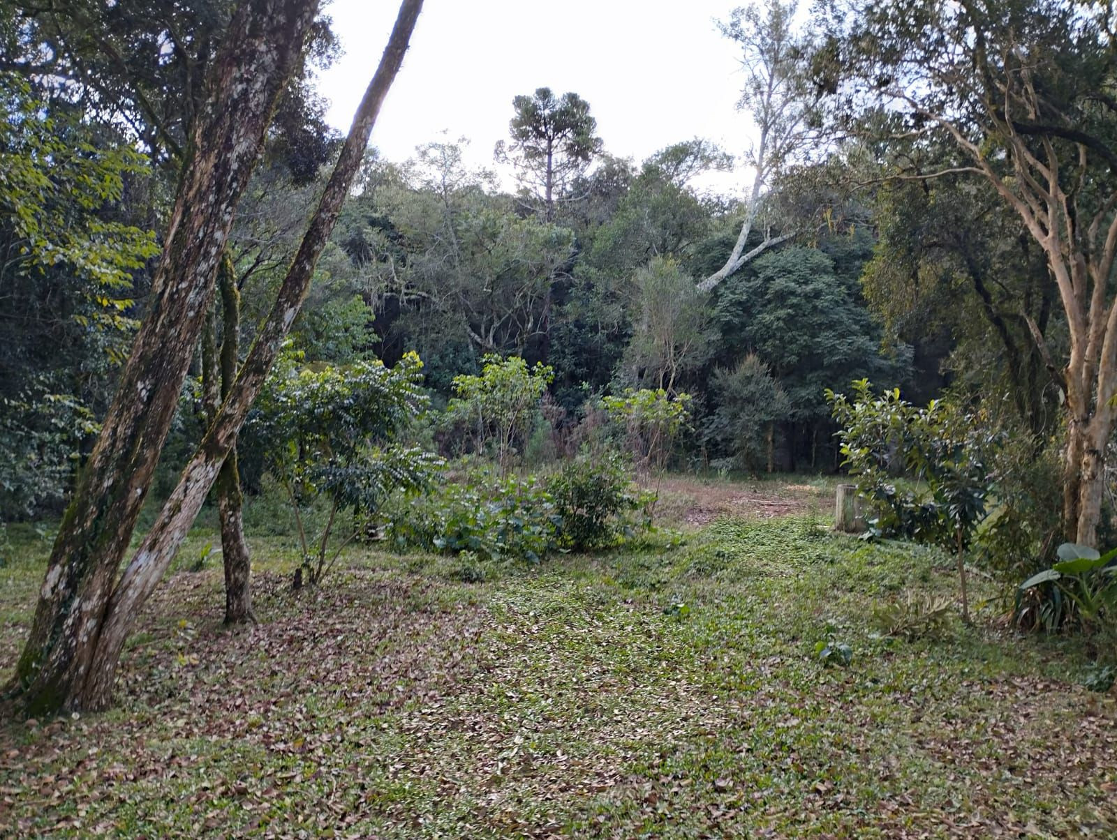 Imobili�ria JVS im�veis em Pitanga PR