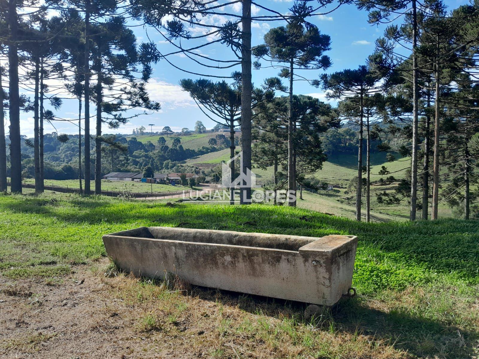 Luciane Lopes Corretora em Castro - PR