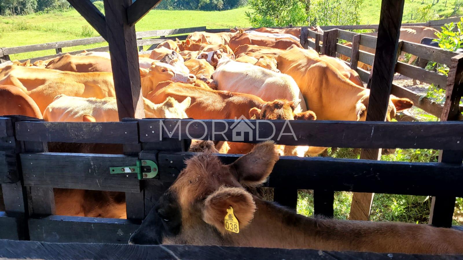 Chácara a venda com mais de 16 alqueires na Vargem Grande