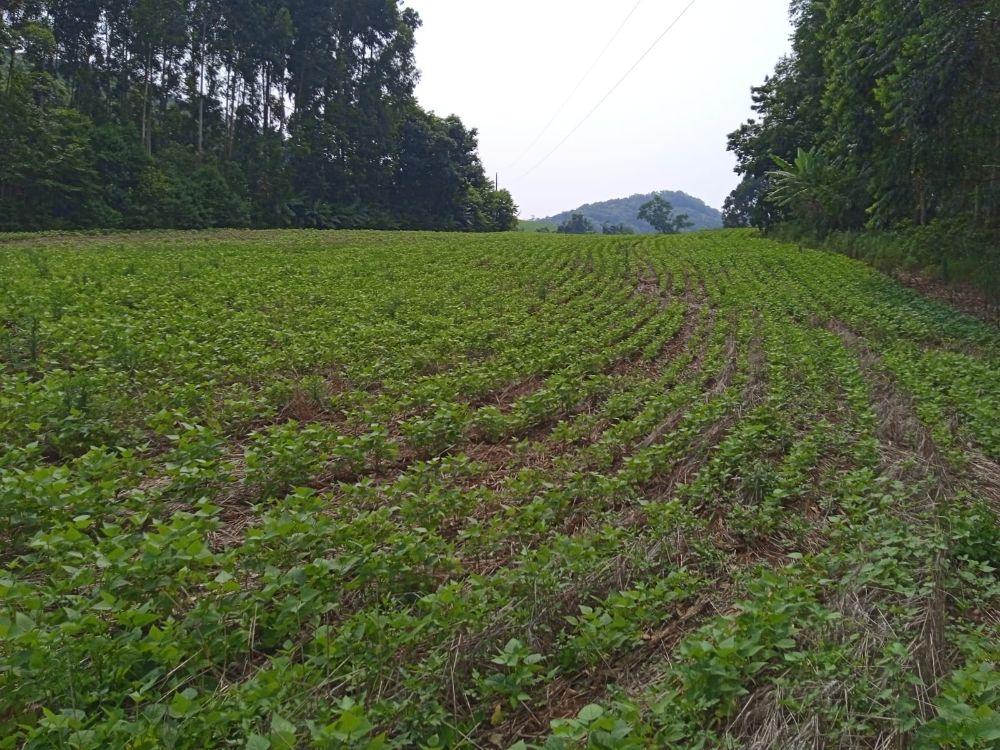 AREA RURAL COM 01 ALQUEIRE