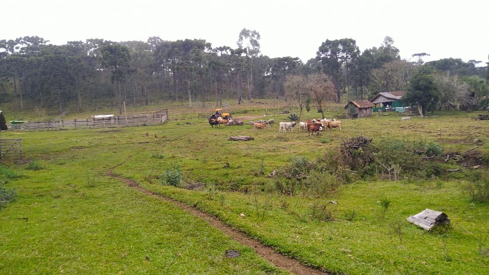 FAZENDA COM 23,5 ALQUEIRES 